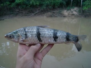 Leporinus fasciatus