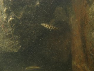 Leporinus julii