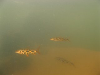 Leporinus julii