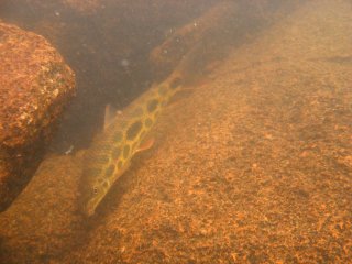 Leporinus julii