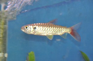 Common member of the family Chalceidae