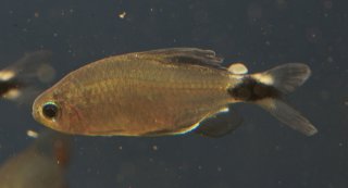 Hyphessobrycon elachys