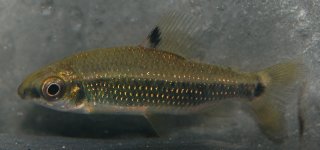 Distichodus teugelsi