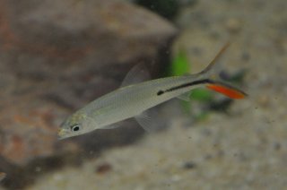 Hemiodus gracilis