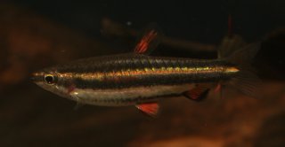 Nannostomus marginatus