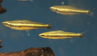 Nannostomus minimus