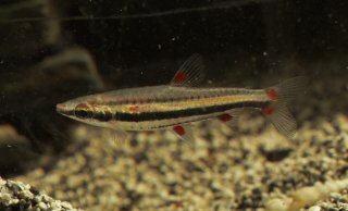 Nannostomus trifasciatus