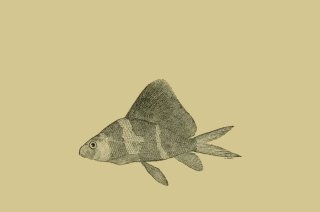 Myxocyprinus asiaticus