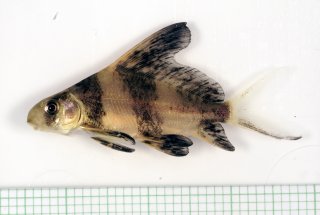 Myxocyprinus asiaticus