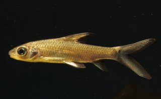 Balantiocheilos melanopterus