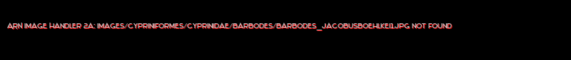 Barbodes jacobusboehlkei