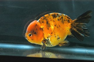 Carassius auratus