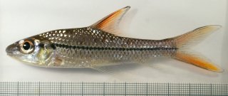 Cyclocheilichthys janthochir