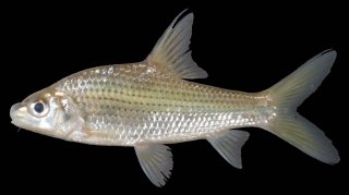 Cyclocheilichthys repasson