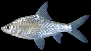 Cyclocheilichthys repasson