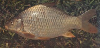 Cyprinus acutidorsalis