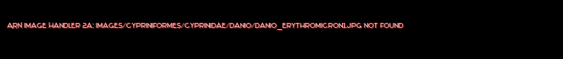 Danio erythromicron