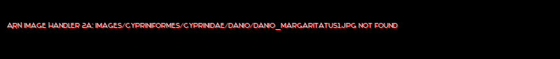 Danio margaritatus