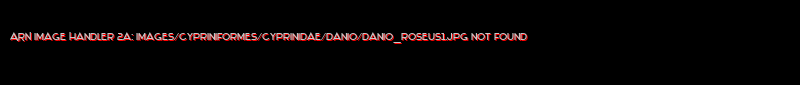 Danio roseus
