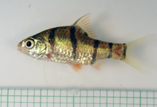 Desmopuntius pentazona