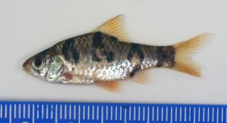 Desmopuntius rhomboocellatus