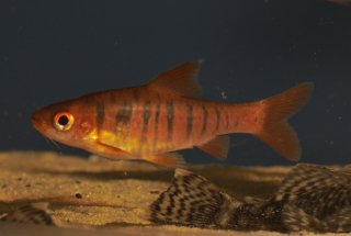 Enteromius fasciolatus