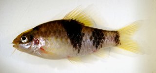 Haludaria fasciata