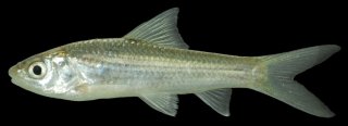 Henicorhynchus lineatus