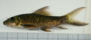 Labeo cyclorhynchus