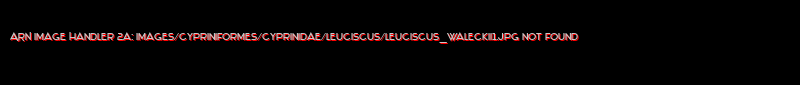 Leuciscus waleckii