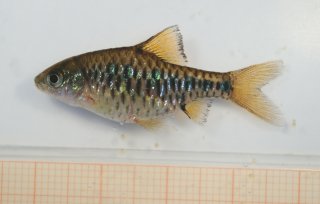 Oliotius oligolepis