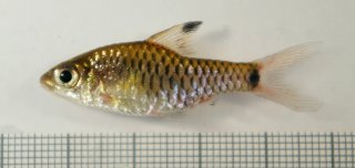 Oreichthys sp. `RED FIN`