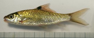 Osteochilus bleekeri