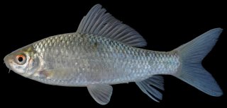 Osteochilus lini