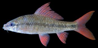 Osteochilus microcephalus