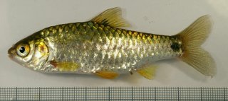 Puntius cf. sophore