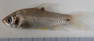 Puntius cf. sophore