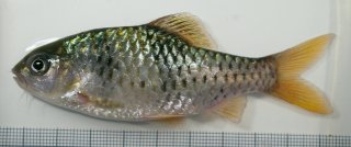 Striuntius lateristriga