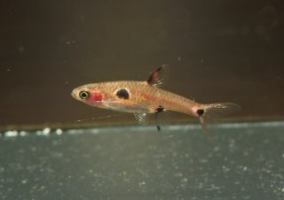 Boraras maculatus