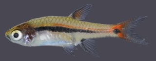 Boraras urophthalmoides