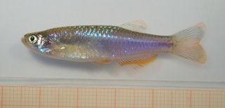 Danio albolineatus