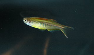 Danio choprae