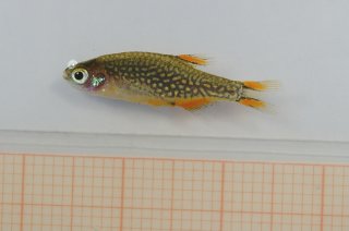 Danio margaritatus