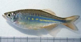 Devario malabaricus