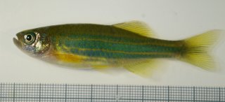 Devario sp. `FLUORO GREEN`