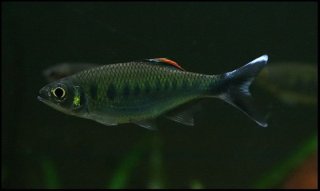 Opsarius bakeri