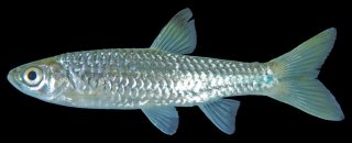 Rasbora atridorsalis