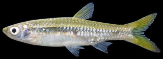 Rasbora aurotaenia