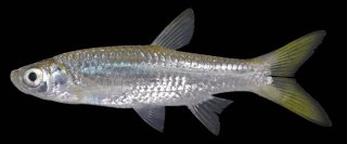 Rasbora aurotaenia