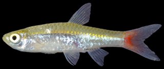 Rasbora borapetensis